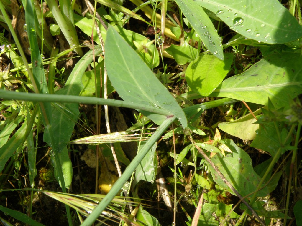 Asteracea - Reichardia picroides